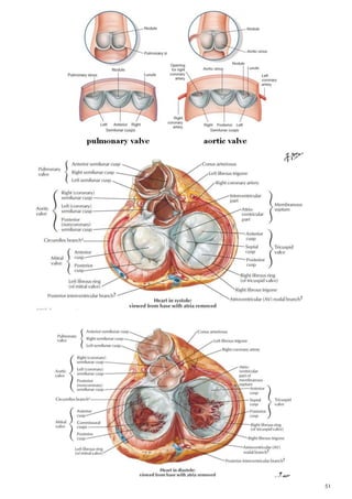 Anatomy thorax | PDF