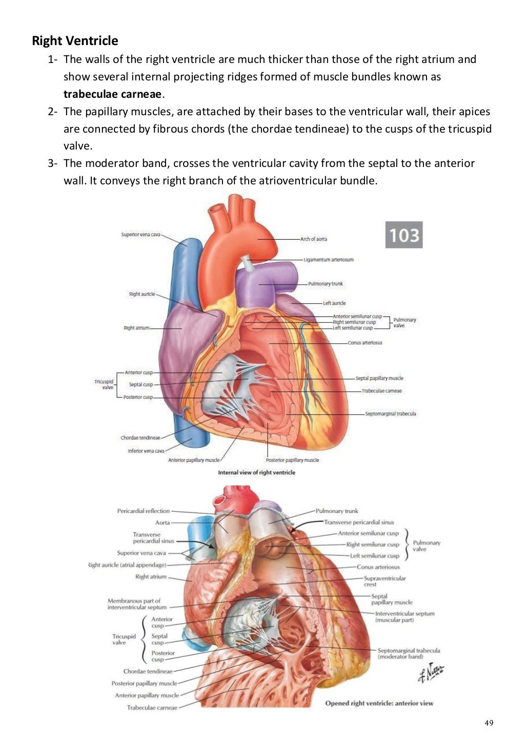 Anatomy thorax