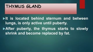 THYMUS GLAND
It is located behind sternum and between
lungs, is only active until puberty.
After puberty, the thymus starts to slowly
shrink and become replaced by fat.
 