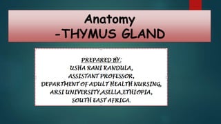 Anatomy
-THYMUS GLAND
 