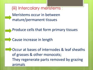 (iii) Intercalary meristems :
Meristems occur in between
mature/permanent tissues
Produce cells that form primary tissues
Cause increase in length
Occur at bases of internodes & leaf sheaths
of grasses & other monocots;
They regenerate parts removed by grazing
animals
 