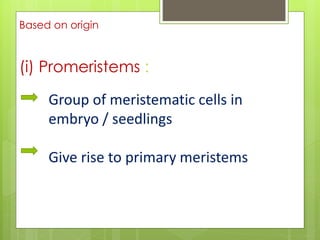 Based on origin
(i) Promeristems :
Group of meristematic cells in
embryo / seedlings
Give rise to primary meristems
 