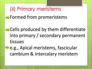 (ii) Primary meristems :
Formed from promeristems
Cells produced by them differentiate
into primary / secondary permanent
tissues
e.g., Apical meristems, fascicular
cambium & intercalary meristem
 