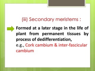 (iii) Secondary meristems :
Formed at a later stage in the life of
plant from permanent tissues by
process of dedifferentiation,
e.g., Cork cambium & inter-fascicular
cambium
 