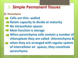 B. Simple Permanent Tissues :
(i) Parenchyma
Cells are thin- walled
Retain capacity to divide at maturity
No intracellular spaces
Main function is storage
When parenchyma cells contain a number of
chloroplasts they are called chlorenchyma &
when they are arranged with regular system
of intercellular air spaces, they constitute
aerenchyma
 