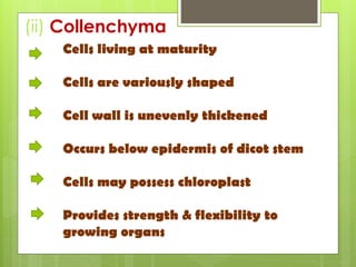 (ii) Collenchyma
Cells living at maturity
Cells are variously shaped
Cell wall is unevenly thickened
Occurs below epidermis of dicot stem
Cells may possess chloroplast
Provides strength & flexibility to
growing organs
 