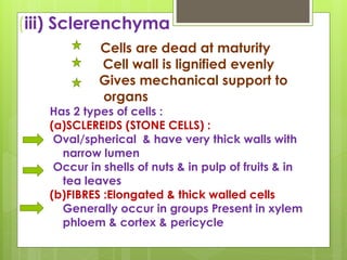 (iii) Sclerenchyma
Cells are dead at maturity
Cell wall is lignified evenly
Gives mechanical support to
organs
Has 2 types of cells :
(a)SCLEREIDS (STONE CELLS) :
Oval/spherical & have very thick walls with
narrow lumen
Occur in shells of nuts & in pulp of fruits & in
tea leaves
(b)FIBRES :Elongated & thick walled cells
Generally occur in groups Present in xylem
phloem & cortex & pericycle
 