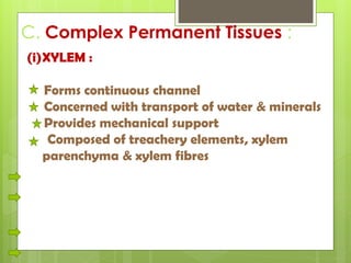 C. Complex Permanent Tissues :
(i)XYLEM :
Forms continuous channel
Concerned with transport of water & minerals
Provides mechanical support
Composed of treachery elements, xylem
parenchyma & xylem fibres
 