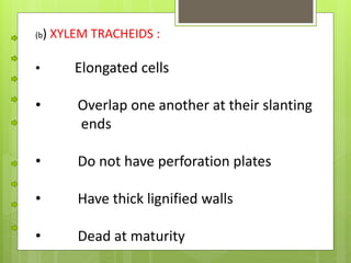 (b) XYLEM TRACHEIDS :
• Elongated cells
• Overlap one another at their slanting
ends
• Do not have perforation plates
• Have thick lignified walls
• Dead at maturity
 