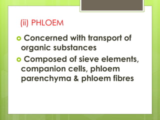(ii) PHLOEM
 Concerned with transport of
organic substances
 Composed of sieve elements,
companion cells, phloem
parenchyma & phloem fibres
 