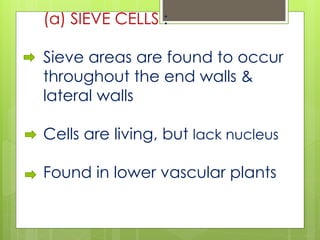 (a) SIEVE CELLS :
Sieve areas are found to occur
throughout the end walls &
lateral walls
Cells are living, but lack nucleus
Found in lower vascular plants
 