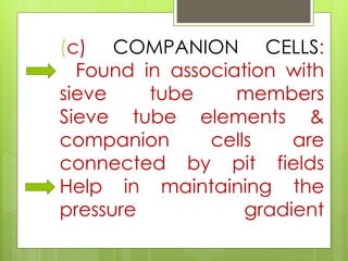 (c) COMPANION CELLS:
Found in association with
sieve tube members
Sieve tube elements &
companion cells are
connected by pit fields
Help in maintaining the
pressure gradient
 