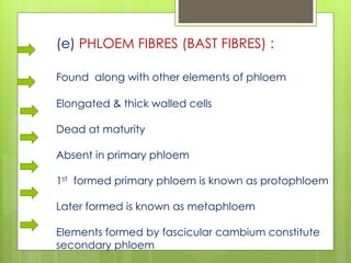 (e) PHLOEM FIBRES (BAST FIBRES) :
Found along with other elements of phloem
Elongated & thick walled cells
Dead at maturity
Absent in primary phloem
1st formed primary phloem is known as protophloem
Later formed is known as metaphloem
Elements formed by fascicular cambium constitute
secondary phloem
 
