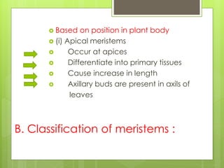B. Classification of meristems :
 Based on position in plant body
 (i) Apical meristems
 Occur at apices
 Differentiate into primary tissues
 Cause increase in length
 Axillary buds are present in axils of
leaves
 