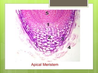 Apical Meristem
 