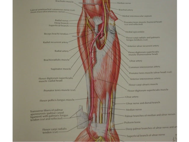 Anatomy ulnar-nerve