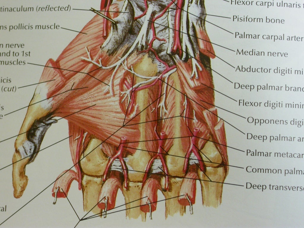 Anatomy ulnar-nerve