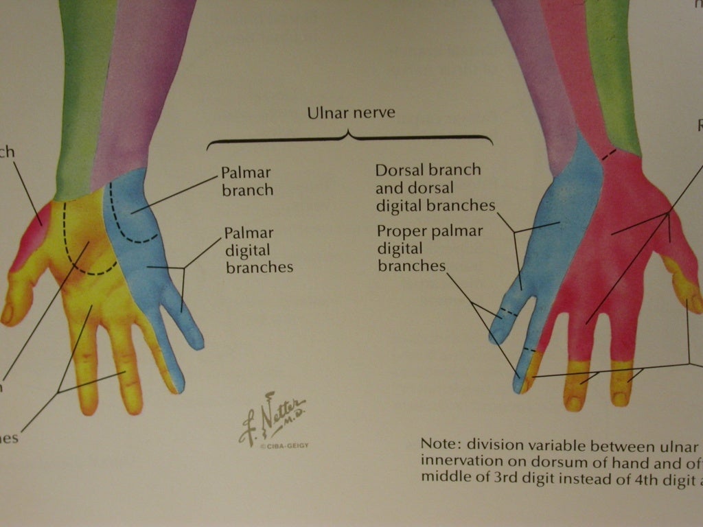Anatomy ulnar-nerve