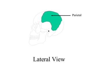 Anatomy Unit 7 Anatomy Of The Skeletal System | PPT