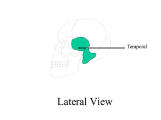 Lower Temporal Anatomy Unit 7 Anatomy Of The Skeletal System | PPT