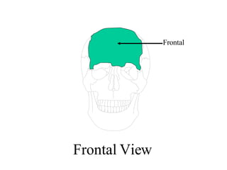 Anatomy Unit 7 Anatomy Of The Skeletal System | PPT