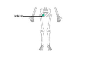 Anatomy Unit 7 Anatomy Of The Skeletal System | PPT