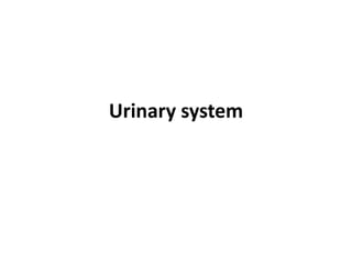 Urinary system
 