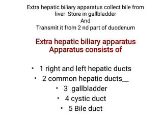Extra hepatic biliary apparatus collect bile from
liver Store in gallbladder

And

Transmit it from 2 nd part of duodenum


Extra hepatic biliary apparatus
Apparatus consists of
•
•
•
•
•
1 right and left hepatic ducts
2 common hepatic ducts__
3 gallbladder
4 cystic duct
5 Bile duct
 