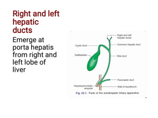 Right and left
hepatic
ducts
Emerge at
porta hepatis
from right and
left lobe of
liver
 