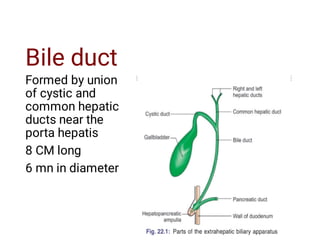 Bile duct
Formed by union
of cystic and
common hepatic
ducts near the
porta hepatis
8 CM long
6 mn in diameter
 