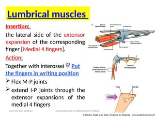 Anatomy 0f Hand (MBBS CURRICULUM) .pptx