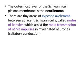 • The outermost layer of the Schwann cell
plasma membrane is the neurilemma
• There are tiny areas of exposed axolemma
between adjacent Schwann cells, called nodes
of Ranvier, which assist the rapid transmission
of nerve impulses in myelinated neurones
(saltatory conduction)
 