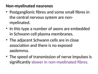 Non-myelinated neurones
• Postganglionic fibres and some small fibres in
the central nervous system are non-
myelinated.
• In this type a number of axons are embedded
in Schwann cell plasma membranes.
• The adjacent Schwann cells are in close
association and there is no exposed
axolemma.
• The speed of transmission of nerve impulses is
significantly slower in non-myelinated fibres.
 
