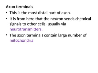 Axon terminals
• This is the most distal part of axon.
• It is from here that the neuron sends chemical
signals to other cells- usually via
neurotransmitters.
• The axon terminals contain large number of
mitochondria
 