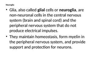 Neuroglia
• Glia, also called glial cells or neuroglia, are
non-neuronal cells in the central nervous
system (brain and spinal cord) and the
peripheral nervous system that do not
produce electrical impulses.
• They maintain homeostasis, form myelin in
the peripheral nervous system, and provide
support and protection for neurons.
 
