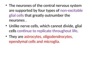 • The neurones of the central nervous system
are supported by four types of non-excitable
glial cells that greatly outnumber the
neurones .
• Unlike nerve cells, which cannot divide, glial
cells continue to replicate throughout life.
• They are astrocytes, oligodendrocytes,
ependymal cells and microglia.
 