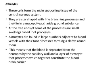 Astrocytes
• These cells form the main supporting tissue of the
central nervous system.
• They are star shaped with fine branching processes and
they lie in a mucopolysaccharide ground substance.
• At the free ends of some of the processes are small
swellings called foot processes.
• Astrocytes are found in large numbers adjacent to blood
vessels with their foot processes forming a sleeve round
them.
• This means that the blood is separated from the
neurones by the capillary wall and a layer of astrocyte
foot processes which together constitute the blood–
brain barrier
 