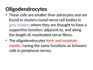 Oligodendrocytes
• These cells are smaller than astrocytes and are
found in clusters round nerve cell bodies in
grey matter; where they are thought to have a
supportive function; adjacent to, and along
the length of, myelinated nerve fibres.
• The oligodendrocytes form and maintain
myelin, having the same functions as Schwann
cells in peripheral nerves.
 