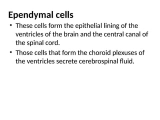 Ependymal cells
• These cells form the epithelial lining of the
ventricles of the brain and the central canal of
the spinal cord.
• Those cells that form the choroid plexuses of
the ventricles secrete cerebrospinal fluid.
 