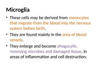 Microglia
• These cells may be derived from monocytes
that migrate from the blood into the nervous
system before birth.
• They are found mainly in the area of blood
vessels.
• They enlarge and become phagocytic,
removing microbes and damaged tissue, in
areas of inflammation and cell destruction.
 