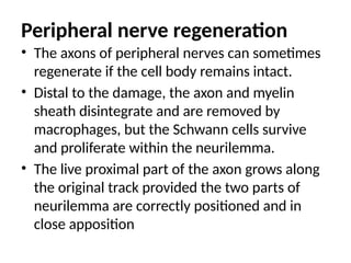 Peripheral nerve regeneration
• The axons of peripheral nerves can sometimes
regenerate if the cell body remains intact.
• Distal to the damage, the axon and myelin
sheath disintegrate and are removed by
macrophages, but the Schwann cells survive
and proliferate within the neurilemma.
• The live proximal part of the axon grows along
the original track provided the two parts of
neurilemma are correctly positioned and in
close apposition
 