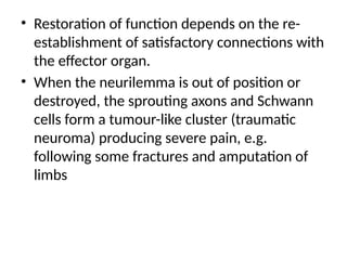 • Restoration of function depends on the re-
establishment of satisfactory connections with
the effector organ.
• When the neurilemma is out of position or
destroyed, the sprouting axons and Schwann
cells form a tumour-like cluster (traumatic
neuroma) producing severe pain, e.g.
following some fractures and amputation of
limbs
 
