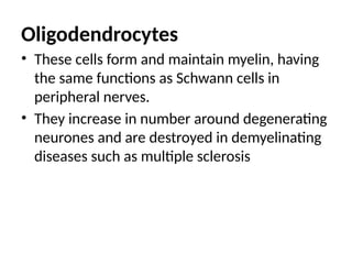 Oligodendrocytes
• These cells form and maintain myelin, having
the same functions as Schwann cells in
peripheral nerves.
• They increase in number around degenerating
neurones and are destroyed in demyelinating
diseases such as multiple sclerosis
 