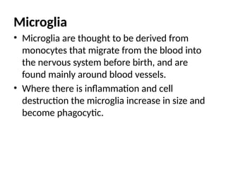 Microglia
• Microglia are thought to be derived from
monocytes that migrate from the blood into
the nervous system before birth, and are
found mainly around blood vessels.
• Where there is inflammation and cell
destruction the microglia increase in size and
become phagocytic.
 