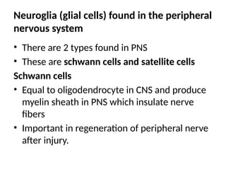 Neuroglia (glial cells) found in the peripheral
nervous system
• There are 2 types found in PNS
• These are schwann cells and satellite cells
Schwann cells
• Equal to oligodendrocyte in CNS and produce
myelin sheath in PNS which insulate nerve
fibers
• Important in regeneration of peripheral nerve
after injury.
 