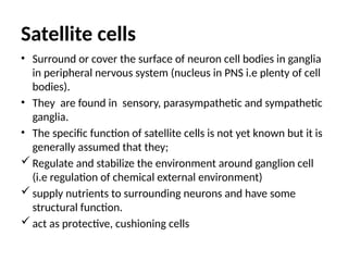 Satellite cells
• Surround or cover the surface of neuron cell bodies in ganglia
in peripheral nervous system (nucleus in PNS i.e plenty of cell
bodies).
• They are found in sensory, parasympathetic and sympathetic
ganglia.
• The specific function of satellite cells is not yet known but it is
generally assumed that they;
 Regulate and stabilize the environment around ganglion cell
(i.e regulation of chemical external environment)
 supply nutrients to surrounding neurons and have some
structural function.
 act as protective, cushioning cells
 