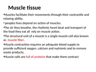 Muscle tissue
•Muscles facilitate their movements through their contractile and
relaxing ability.
•peoples lives depend on action of muscles.
•The air they breathe, the rhythmic heart beat and transport of
the food they eat all rely on muscle action.
•The structural unit of a muscle is a single muscle cell also known
as muscle fiber.
•Muscle contraction requires an adequate blood supply to
provide sufficient oxygen, calcium and nutrients and to remove
waste products.
•Muscle cells are full of proteins that make them contract
 