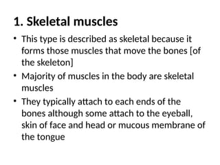 1. Skeletal muscles
• This type is described as skeletal because it
forms those muscles that move the bones [of
the skeleton]
• Majority of muscles in the body are skeletal
muscles
• They typically attach to each ends of the
bones although some attach to the eyeball,
skin of face and head or mucous membrane of
the tongue
 