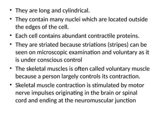 • They are long and cylindrical.
• They contain many nuclei which are located outside
the edges of the cell.
• Each cell contains abundant contractile proteins.
• They are striated because striations (stripes) can be
seen on microscopic examination and voluntary as it
is under conscious control
• The skeletal muscles is often called voluntary muscle
because a person largely controls its contraction.
• Skeletal muscle contraction is stimulated by motor
nerve impulses originating in the brain or spinal
cord and ending at the neuromuscular junction
 