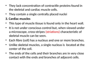 • They lack concentration of contractile proteins found in
the skeletal and cardiac muscle cells.
• They contain a single centrally placed nuclei
3. Cardiac muscles
• This type of muscle tissue is found only in the heart wall.
• It is not under conscious control but, when viewed under
a microscope, cross-stripes (striations) characteristic of
skeletal muscle can be seen.
• Each fibre (cell) has a nucleus and one or more branches.
• Unlike skeletal muscles, a single nucleus is located at the
center of the cell.
• The ends of the cells and their branches are in very close
contact with the ends and branches of adjacent cells.
 